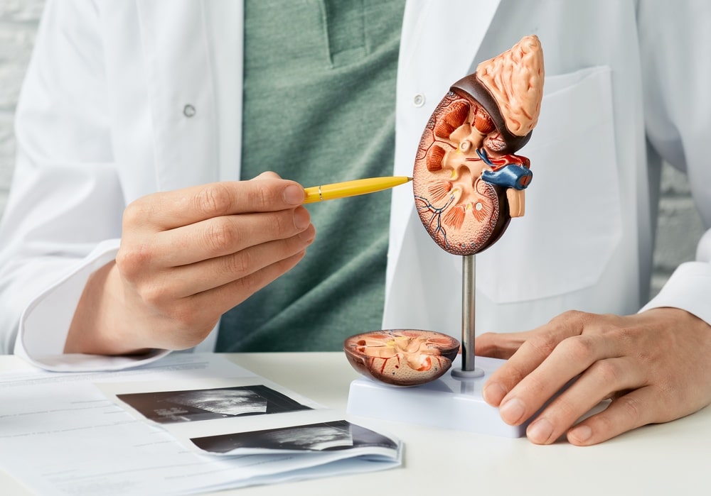 kidney-doctor-showing-kidney-model